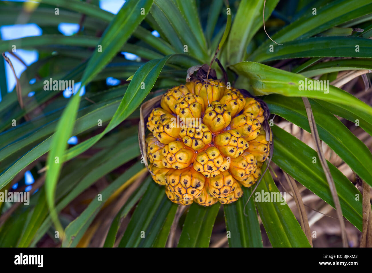 Screwpine Pandanus utilis pandanuss foglie foglie giallo arancione di frutta tropicale treefruit tree prodotti commestibili di frutta tropicale di Palm Foto Stock