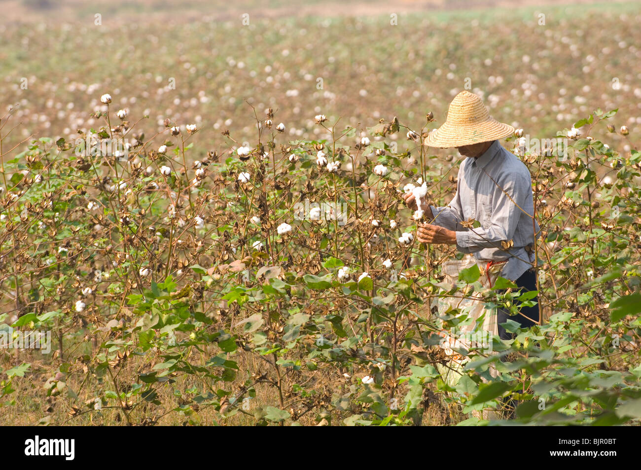 Coltivatore di cotone di raccolta nei campi. Provincia di Hubei. Cina Foto Stock