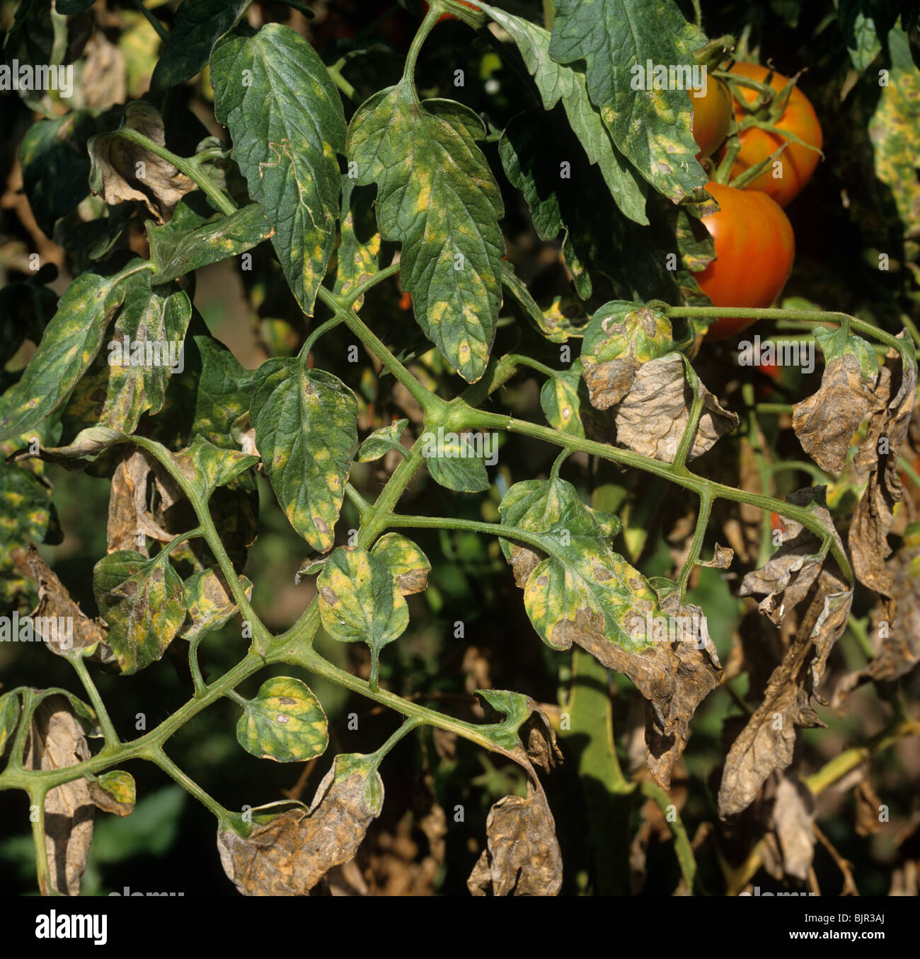 Oidio (Leveillula taurica) infettati di colture di pomodoro in polytunnel, Portogallo Foto Stock