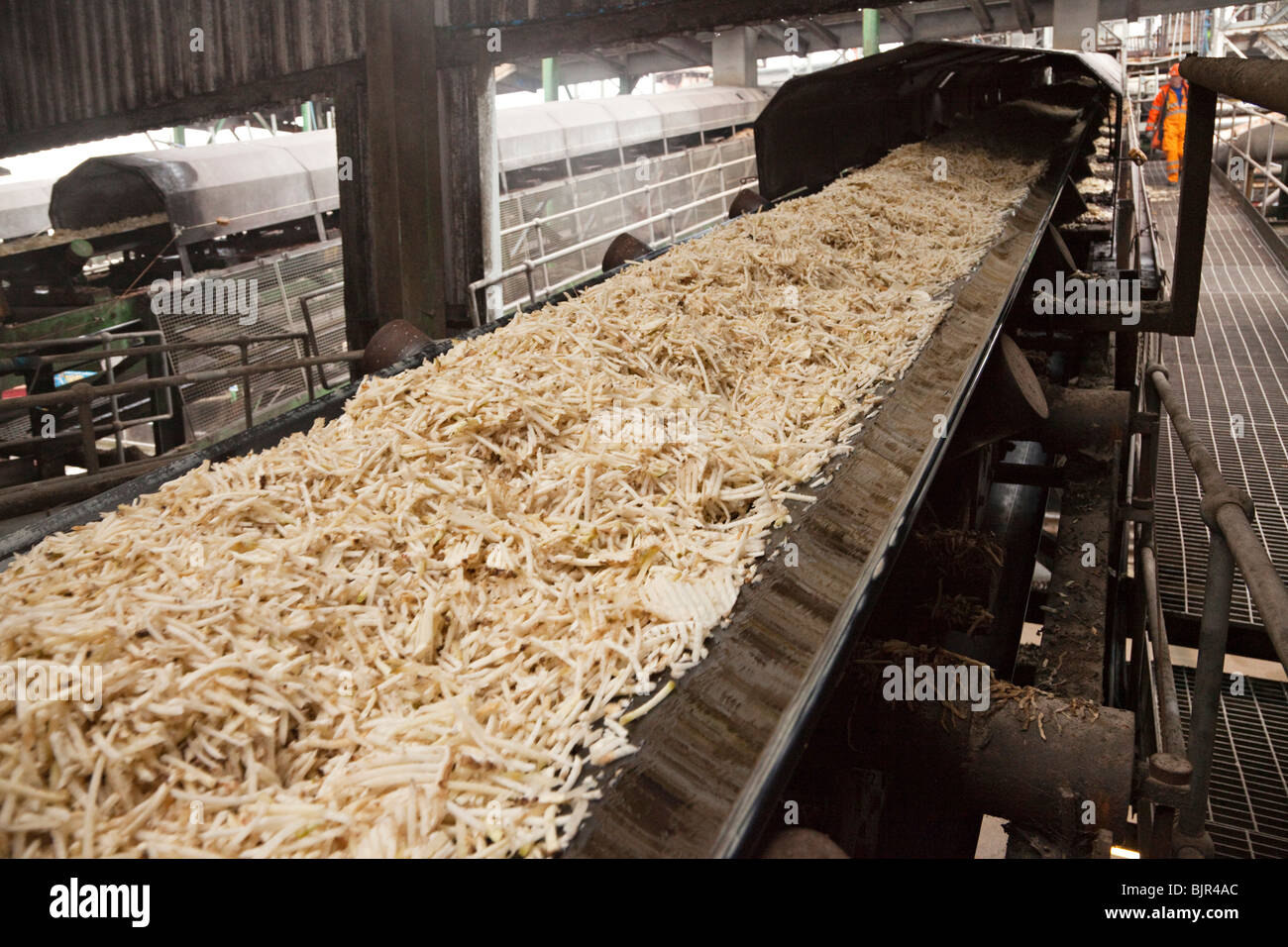Nastro trasportatore che trasportano le fettucce di barbabietole da zucchero Foto Stock