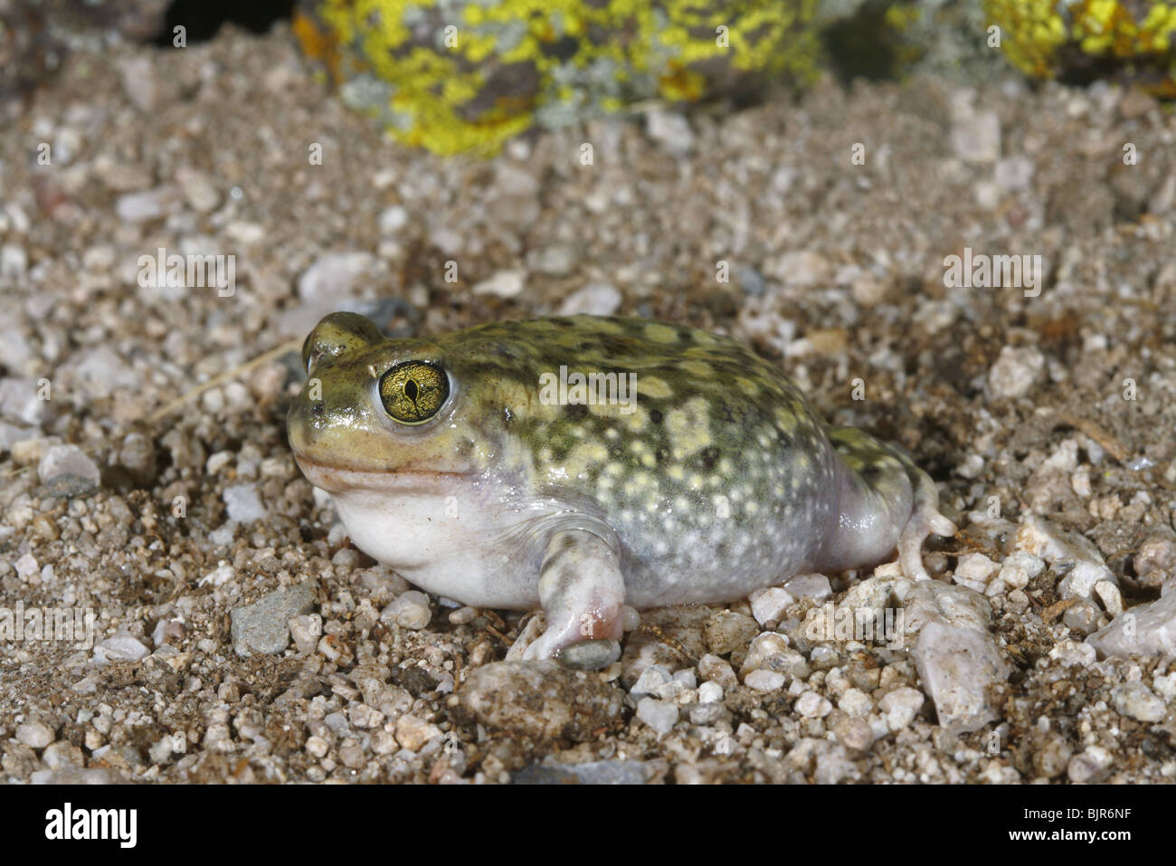 Il lettino Spadefoot Toad Foto Stock