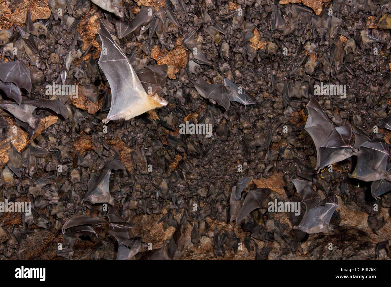 Una colonia di pipistrelli di frutta egiziani (Rousettus aegyptiacus) in grotta, il Kenya costiero. Foto Stock