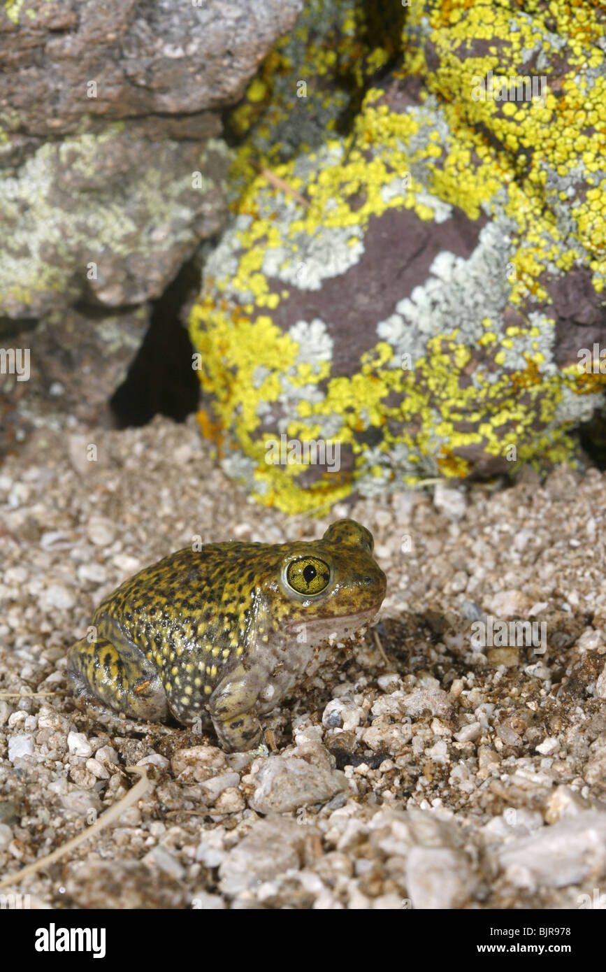 Il lettino Spadefoot Toad Foto Stock