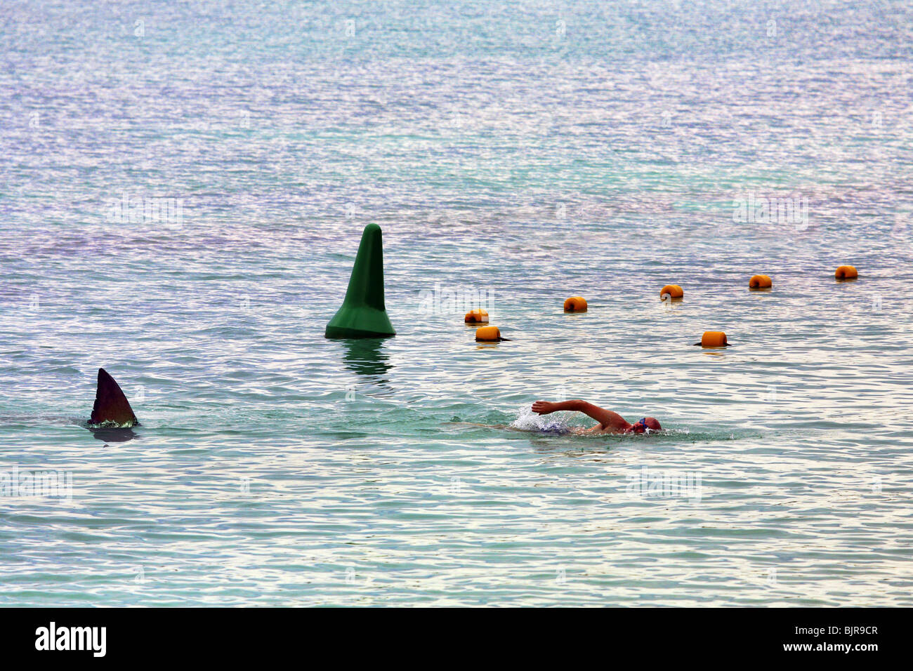 Shark nuoto dopo l'uomo Foto Stock