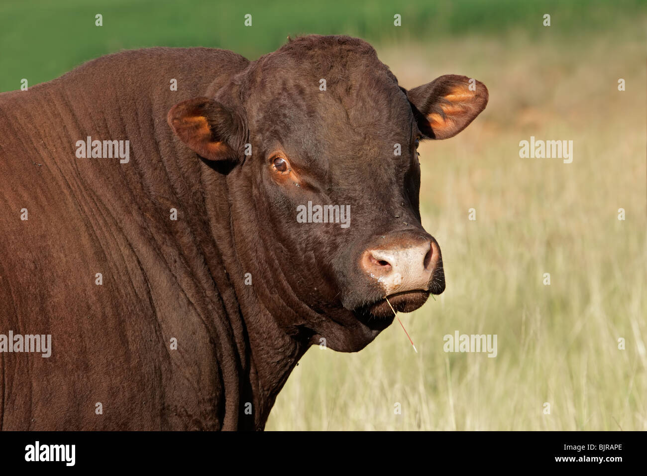 Ritratto di un toro contro uno sfondo di pascolo Foto Stock
