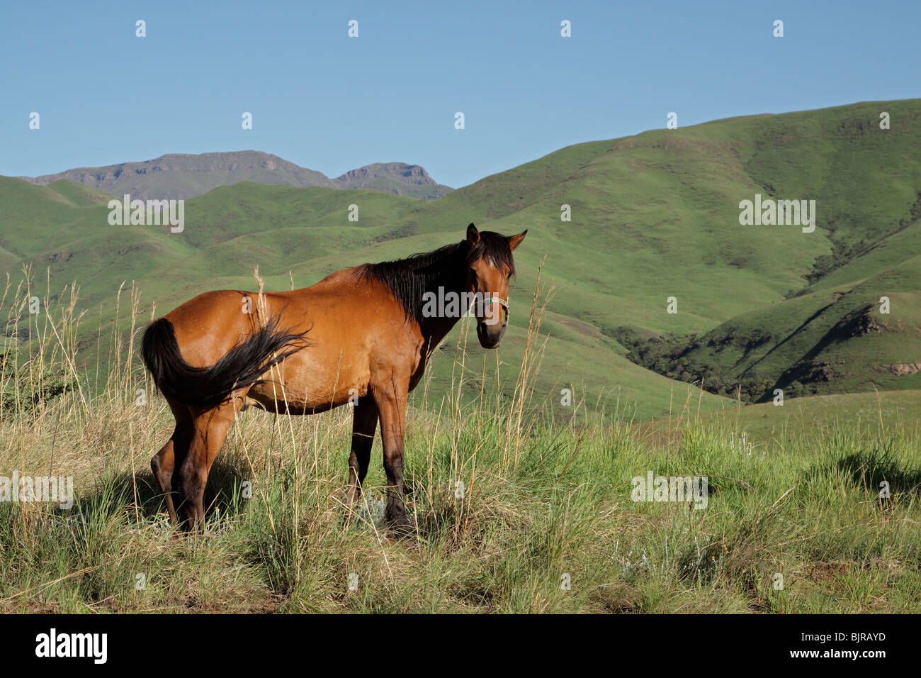 A cavallo nel verde delle colline ai piedi delle montagne di Drakensberg, Sud Africa Foto Stock