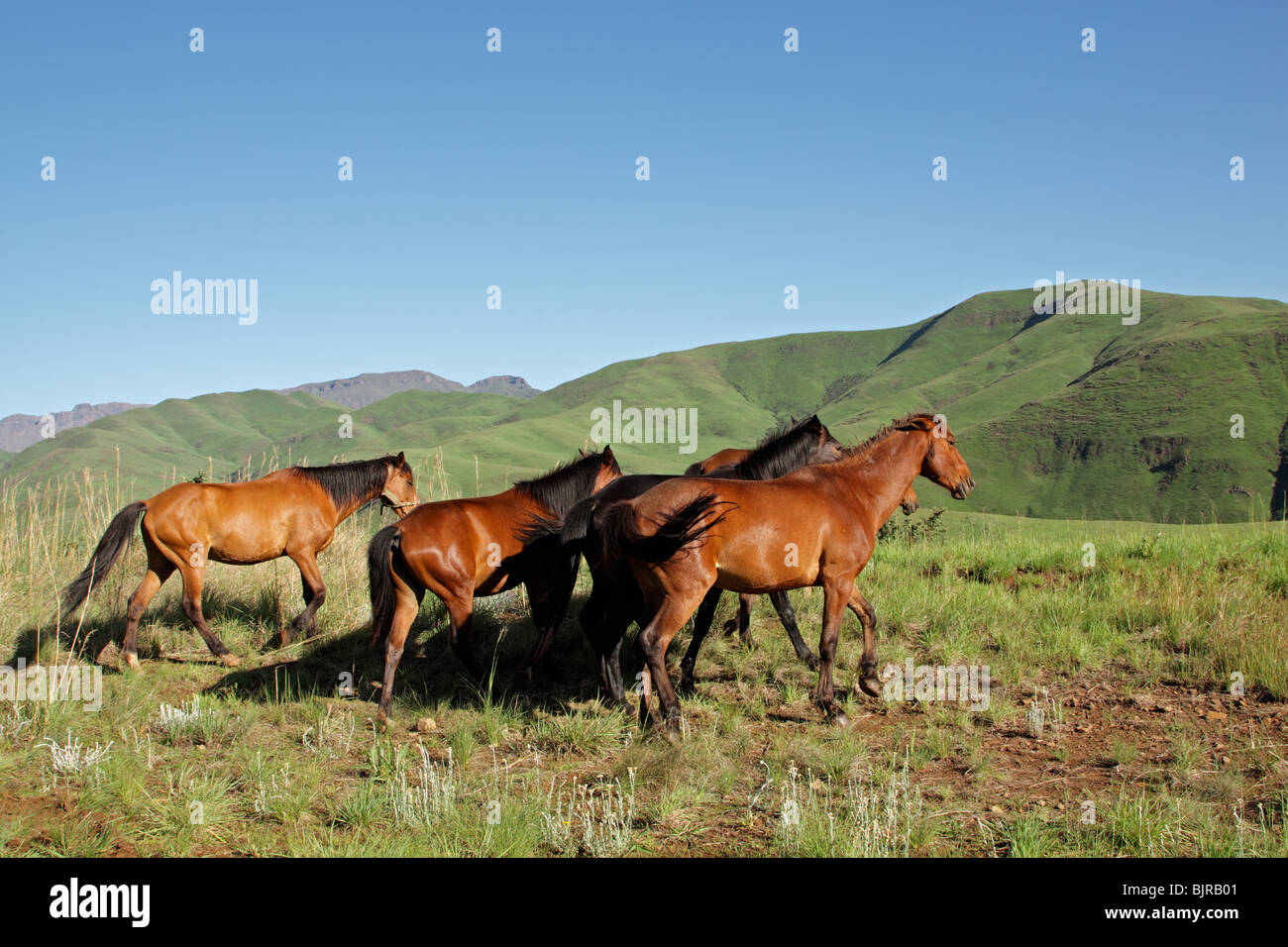 I cavalli nelle verdi colline ai piedi delle montagne di Drakensberg, Sud Africa Foto Stock