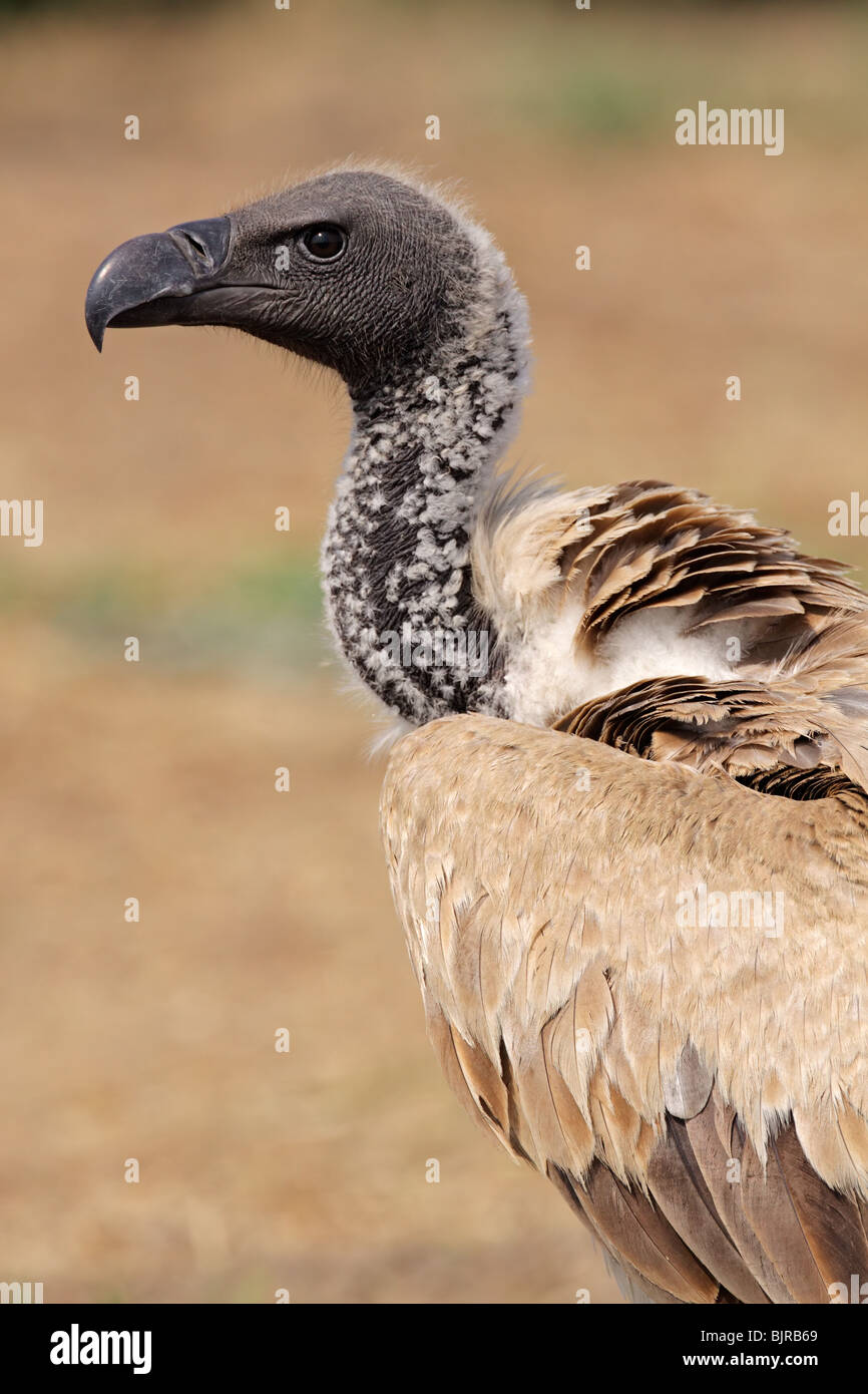 Close-up di un bianco-backed vulture (Gyps africanus), Sud Africa Foto Stock