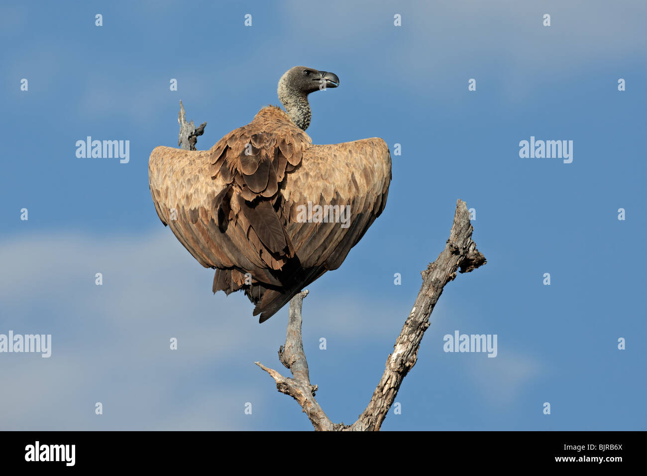 White-backed vulture (Gyps africanus) appollaiato su un ramo, il Parco Nazionale Kruger, Sud Africa Foto Stock