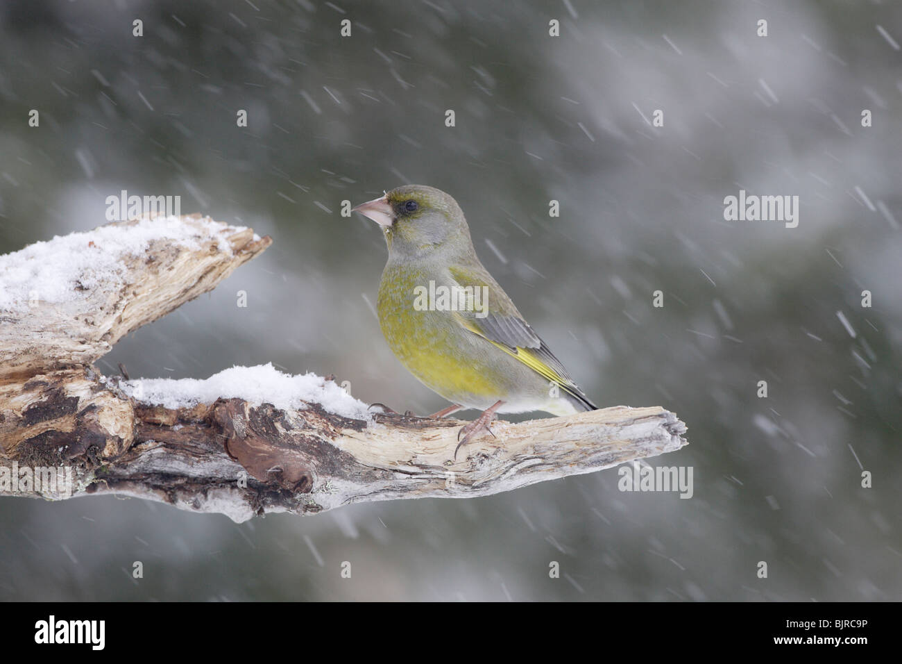 Verdone europeo sulla coperta di neve pesce persico durante una tempesta di neve Foto Stock