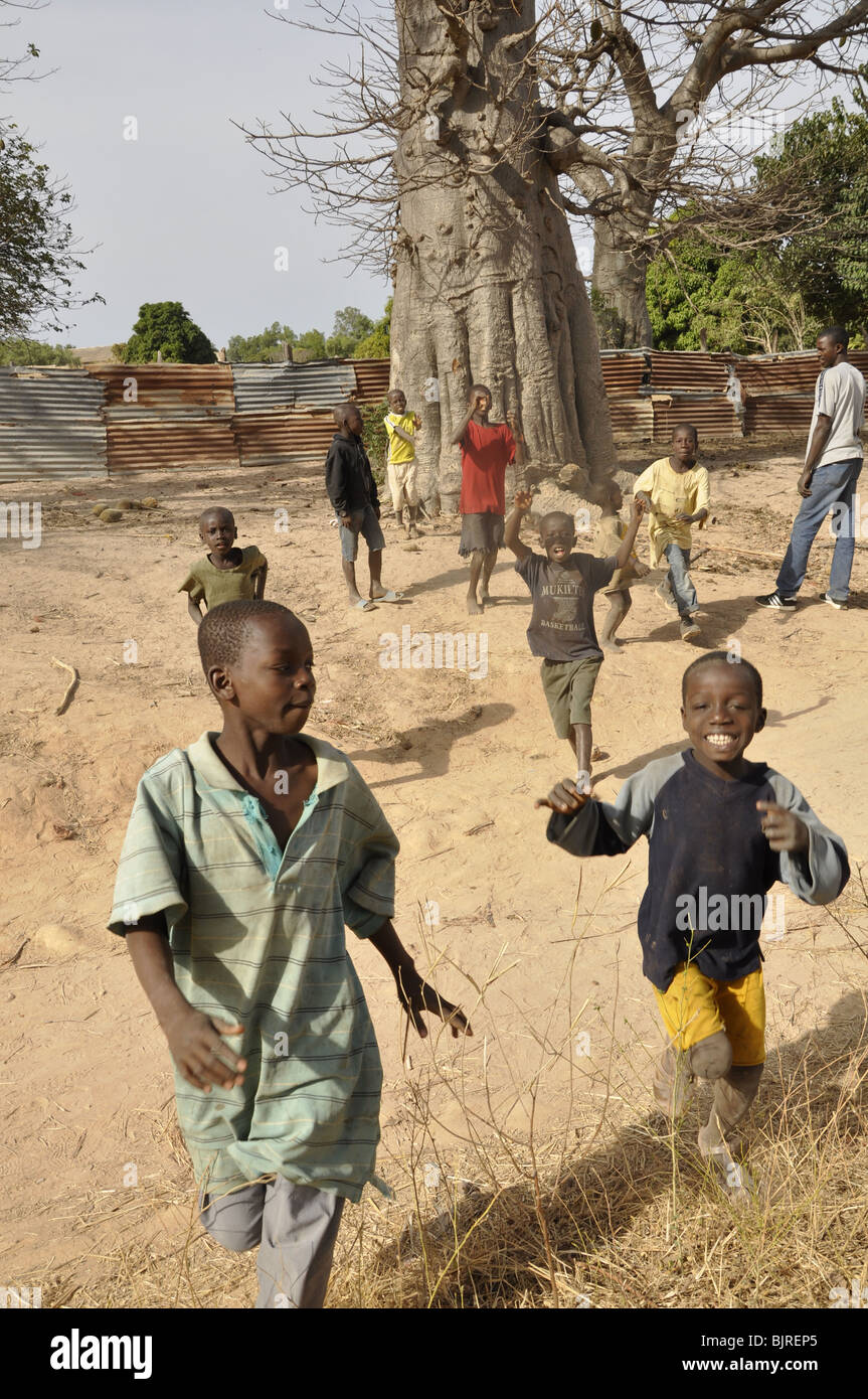 I bambini con frutti di baobab in Gambia Foto Stock