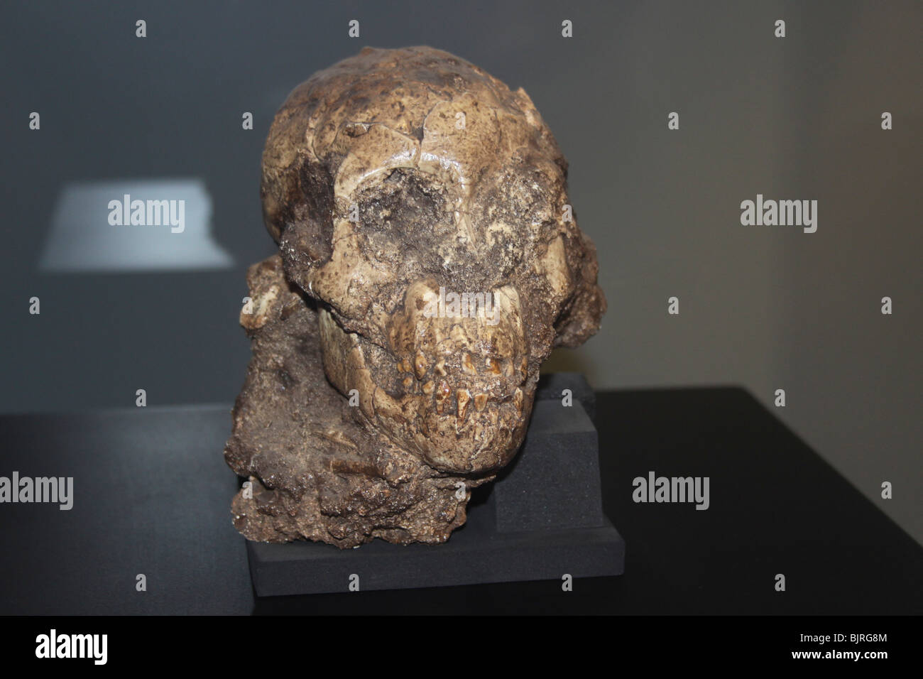 Etiopia, Addis Abeba, il Museo Nazionale, il cranio di Selam, il primo bambino Australopithecus afarensis (3.3 milioni di anni) Foto Stock