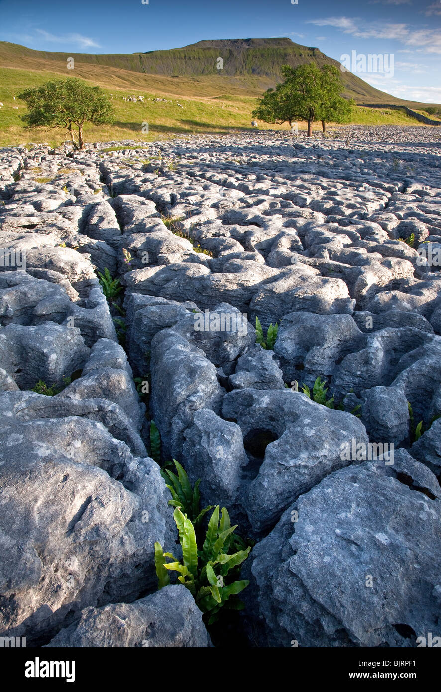 Felci crescente nella pavimentazione di pietra calcarea, Ribblesdale, Yorshire Dales, Inghilterra Foto Stock