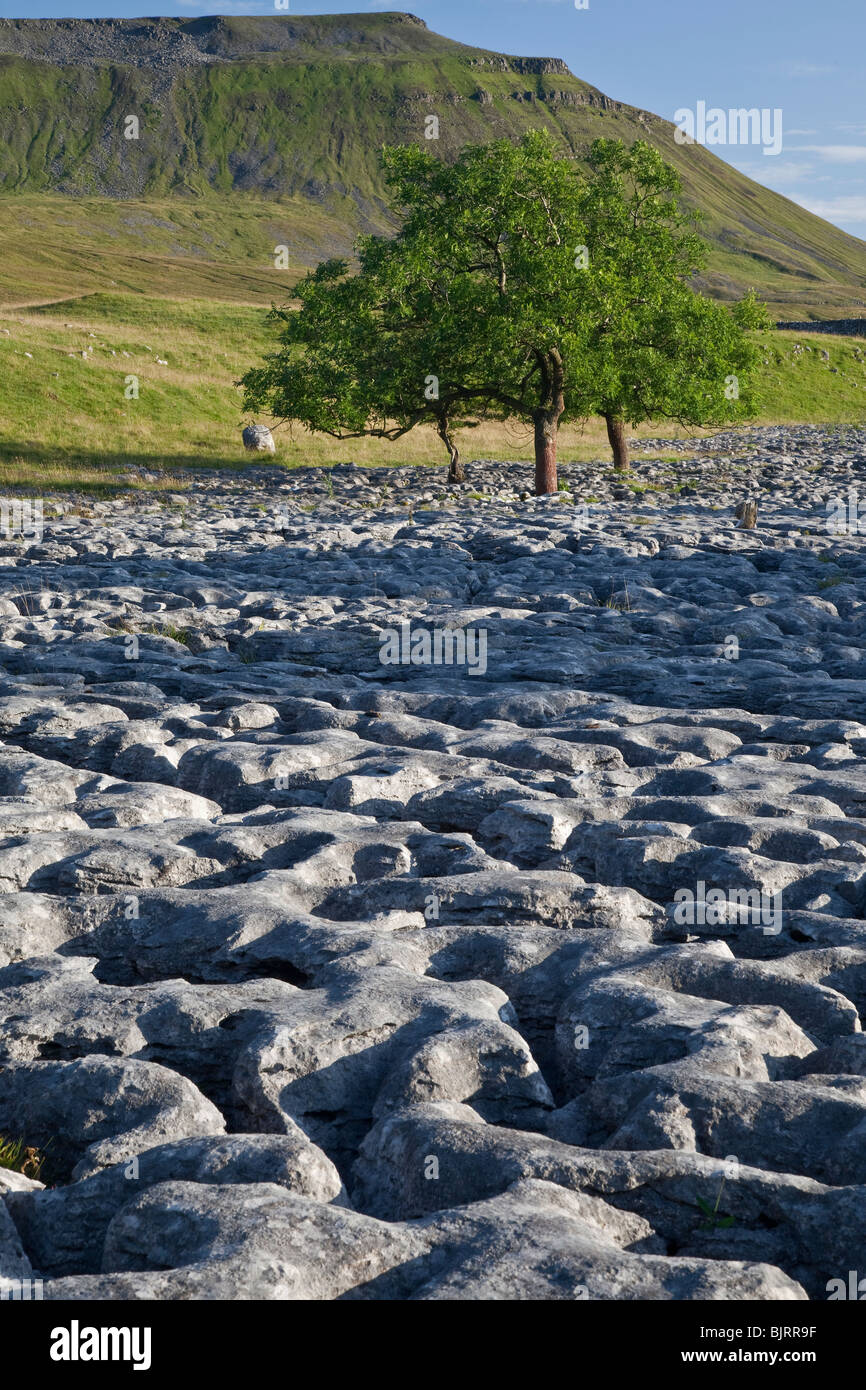 Pavimentazione di pietra calcarea, Ribblesdale, Yorshire Dales, Inghilterra Foto Stock