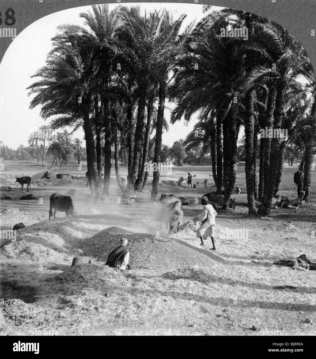 "La sbramatura del grano dopo la trebbiatura, Egitto", 1905.Artista: Underwood & Underwood Foto Stock