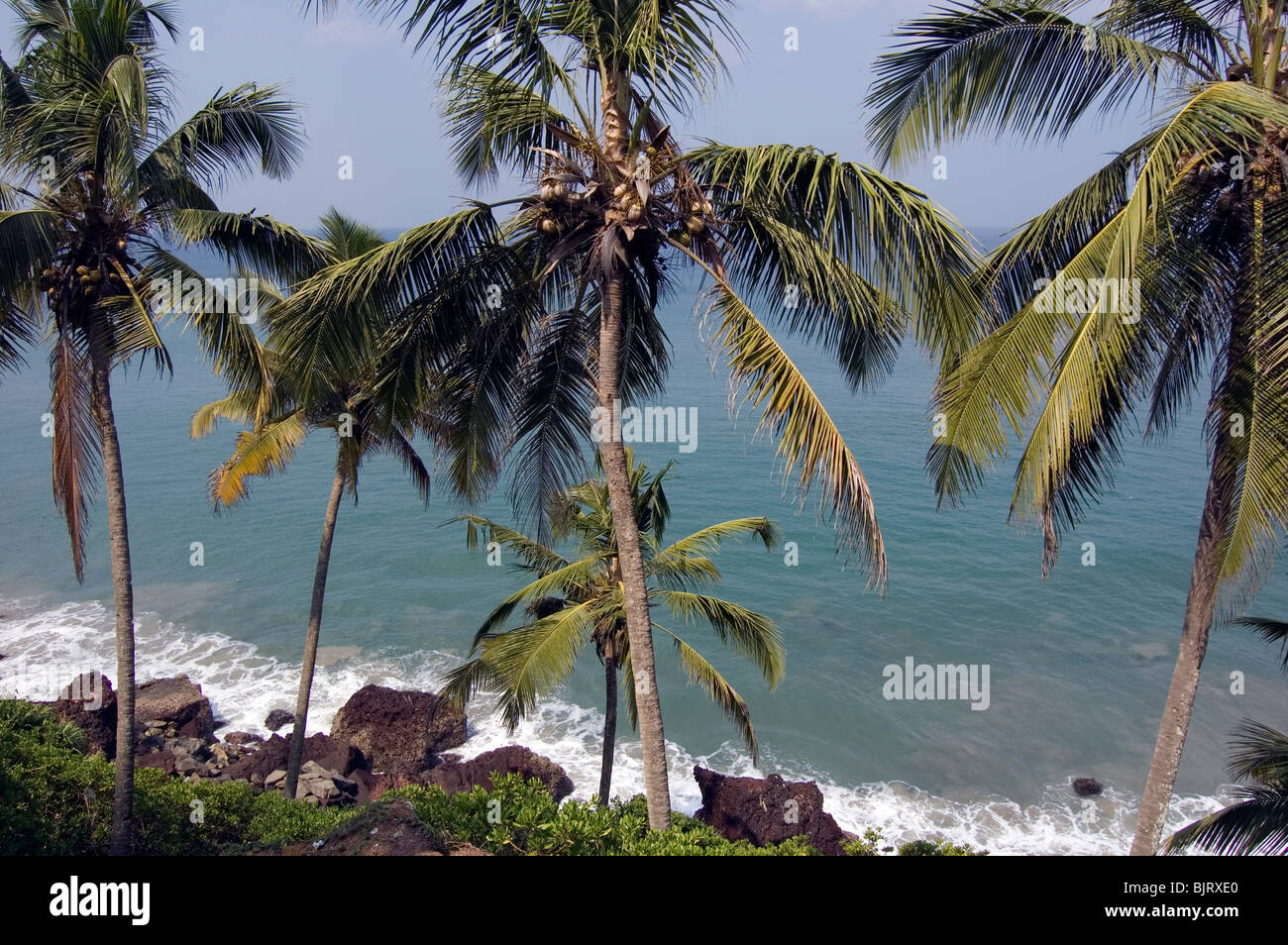 Le palme a Varkala Beach, India. Foto Stock