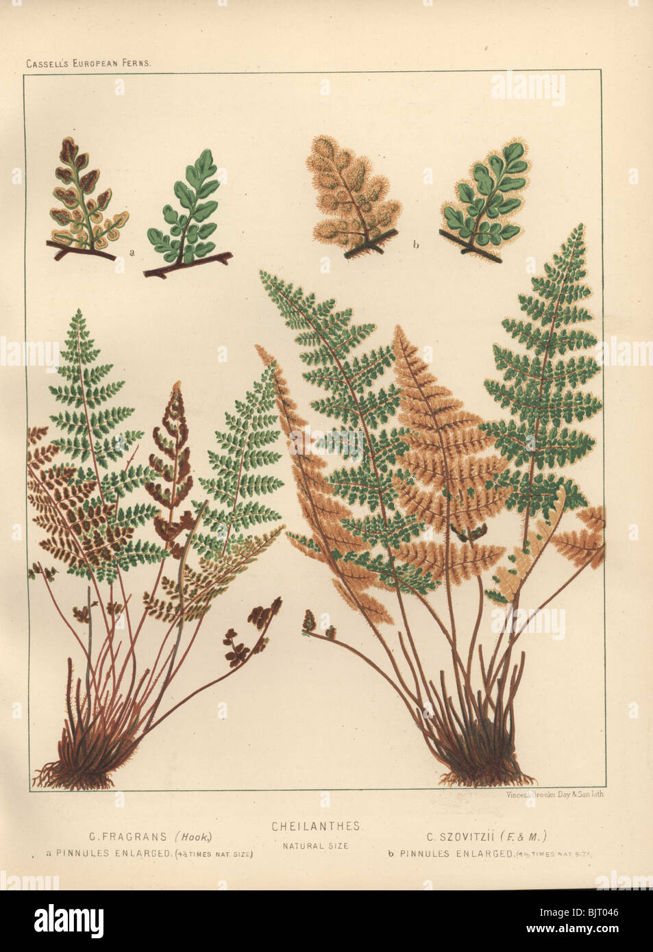 Verde e marrone e fronde di il piccolo labbro felci (Cheilanthes fragrans e C. szovitizii). Foto Stock