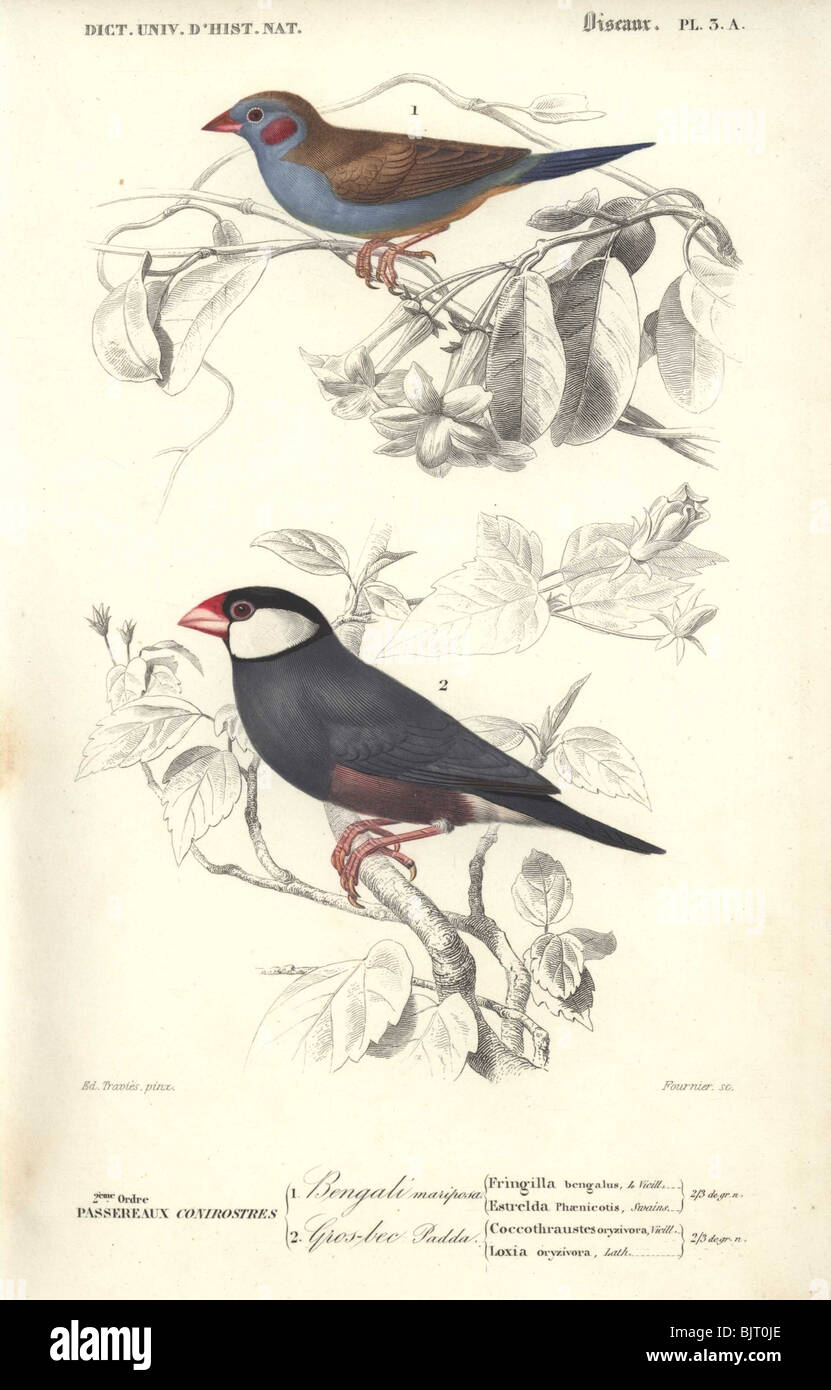 Rosso-cheeked cordon-bleu e Java sparrow o riso-bird Uraeginthus bengalus, Lonchura (padda oryzivora) Foto Stock