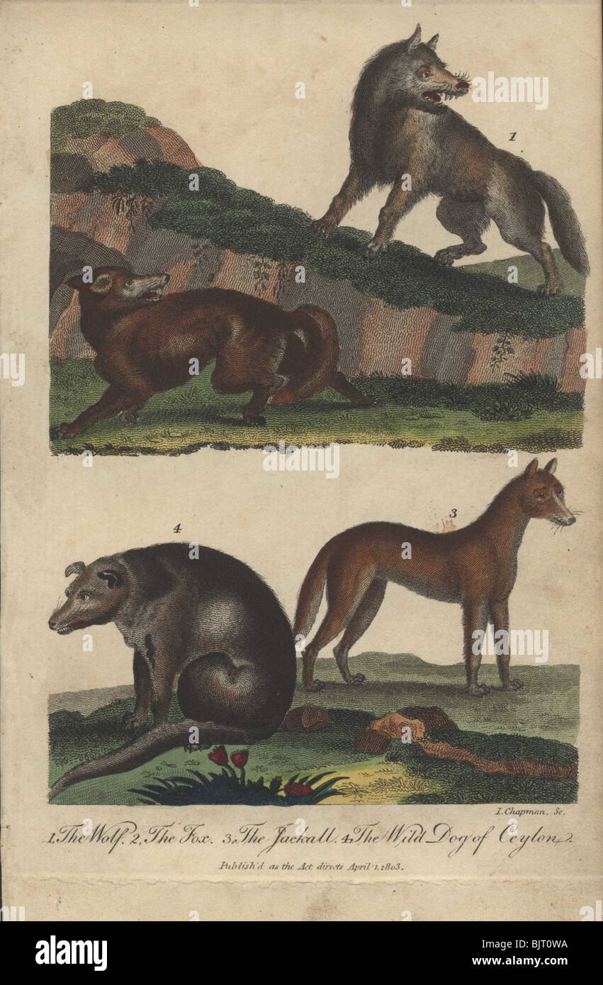 Il lupo, la volpe, Jackal e cane selvatico di Ceylon Canis lupus, Canis aureus, Vulpes vulpes Foto Stock