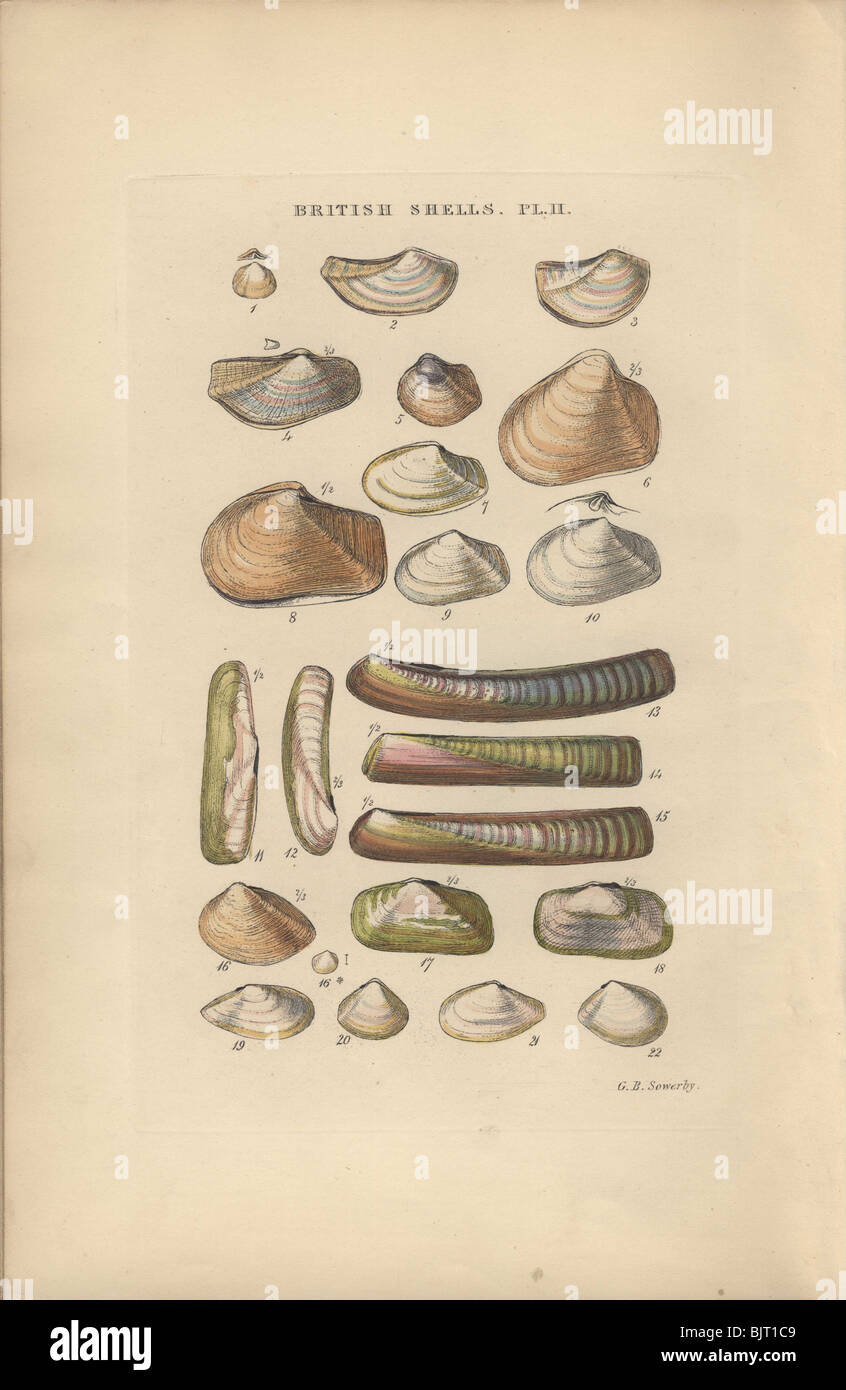 Una varietà di Solenidae o un rasoio gusci (11-18); Poromya (1), Pandora (2-3), Thracia (5-10), Gastrana (16) e Syndosnya (19-22). Foto Stock