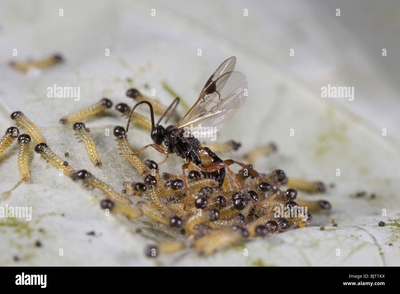 Wasp parassita Cotesia Apanteles glomerata deposizione delle uova su large white bruchi, REGNO UNITO Foto Stock