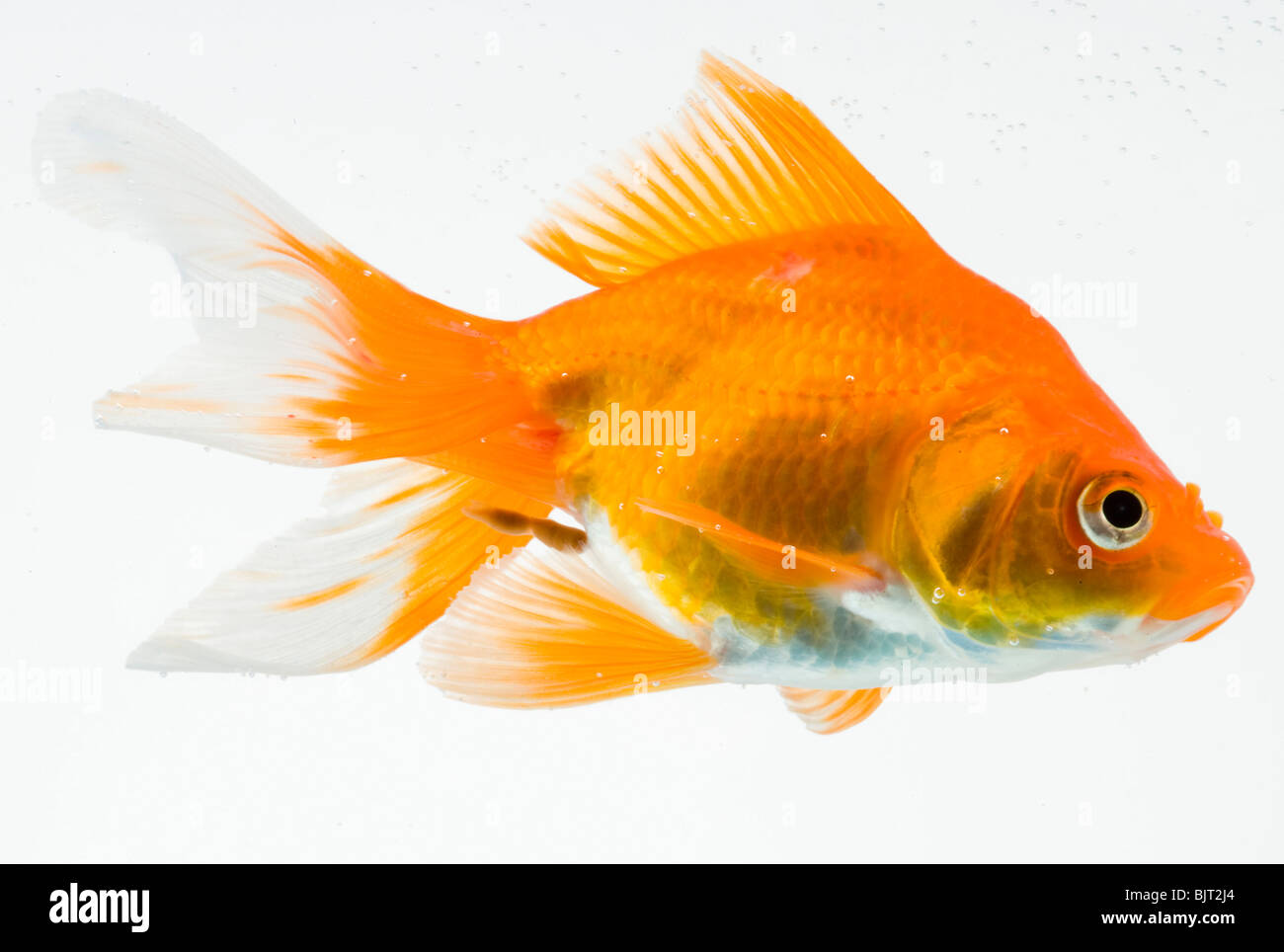 Pesci rossi su sfondo bianco Foto Stock