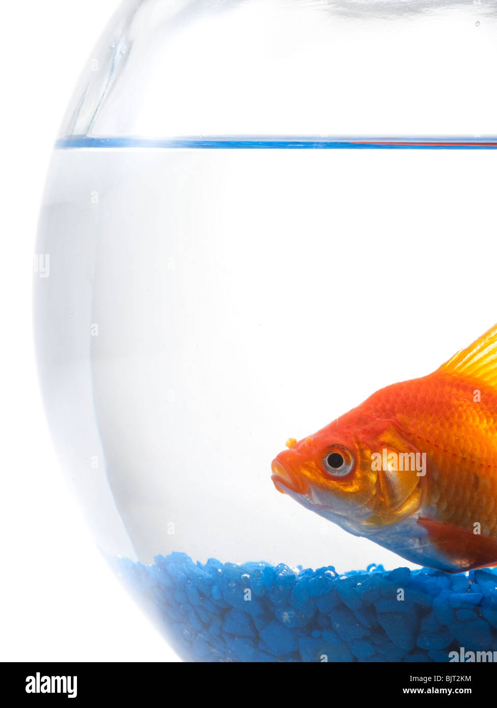 In Goldfish Bowl su sfondo bianco Foto Stock