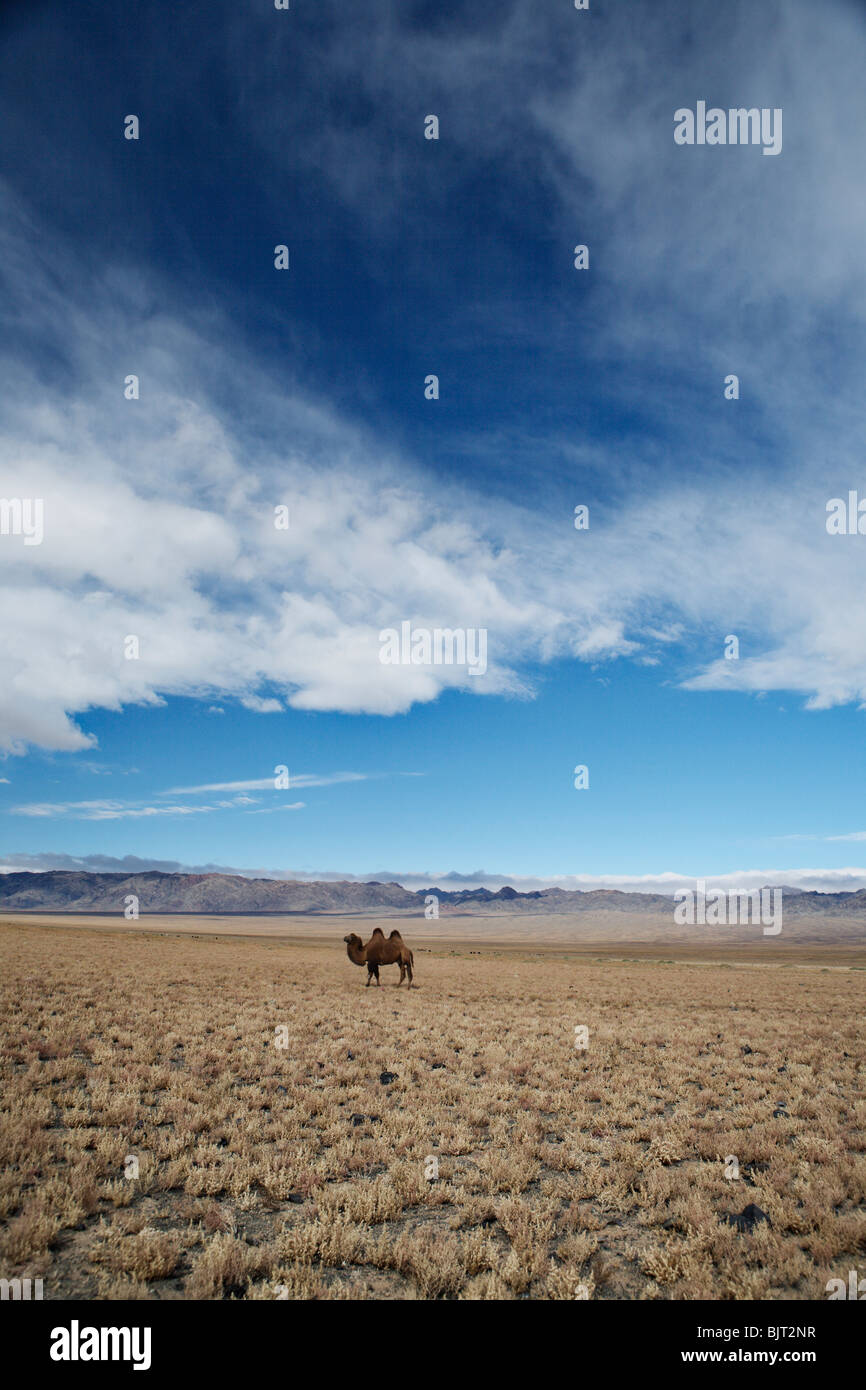Bactrian camel (due gobbe) nel deserto dei Gobi, Mongolia. Foto Stock