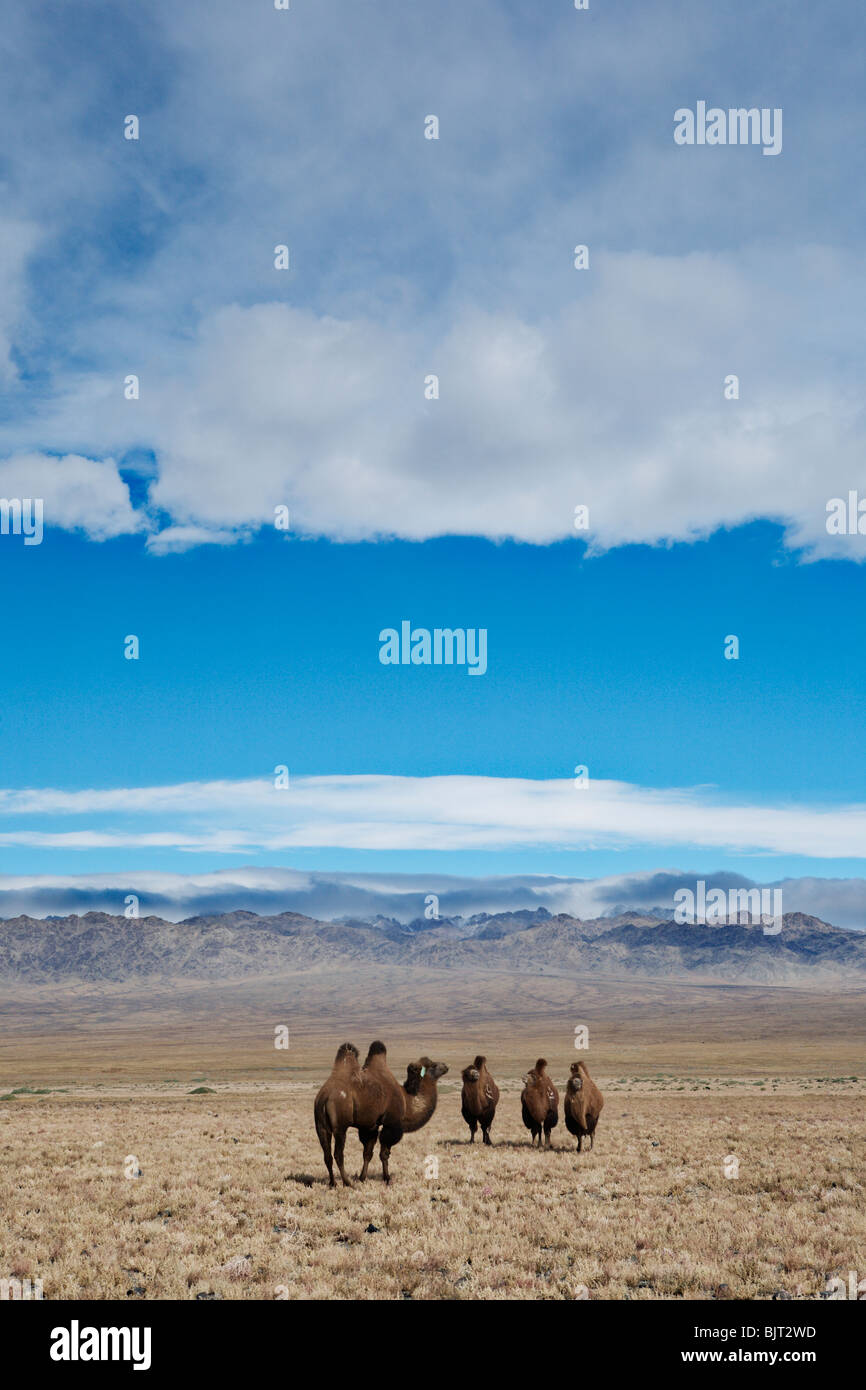 Bactrian camel (due gobbe) nel deserto dei Gobi, Mongolia. Foto Stock
