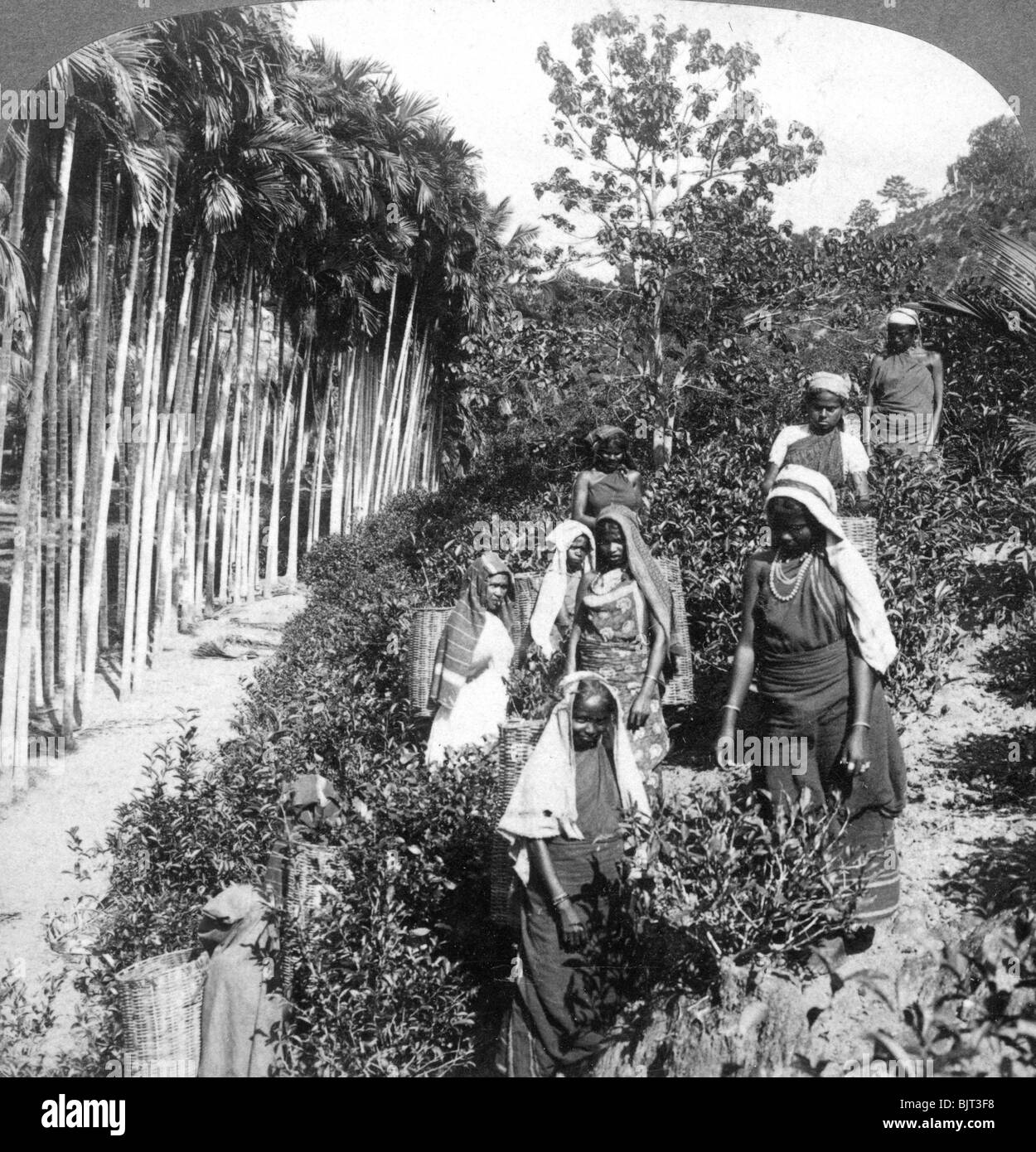 Donne Tamil tè di prelievo su Sir Thomas Lipton's wagon, Polgahawela, Sri Lanka, 1903.Artista: Underwood & Underwood Foto Stock