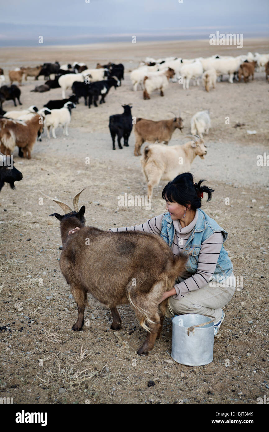 Donna nomade mungitura di ovini nel deserto dei Gobi, Mongolia. Foto Stock