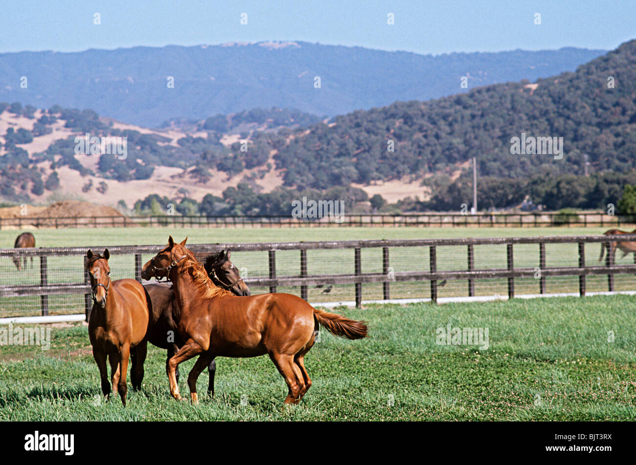 I cavalli in un campo Foto Stock