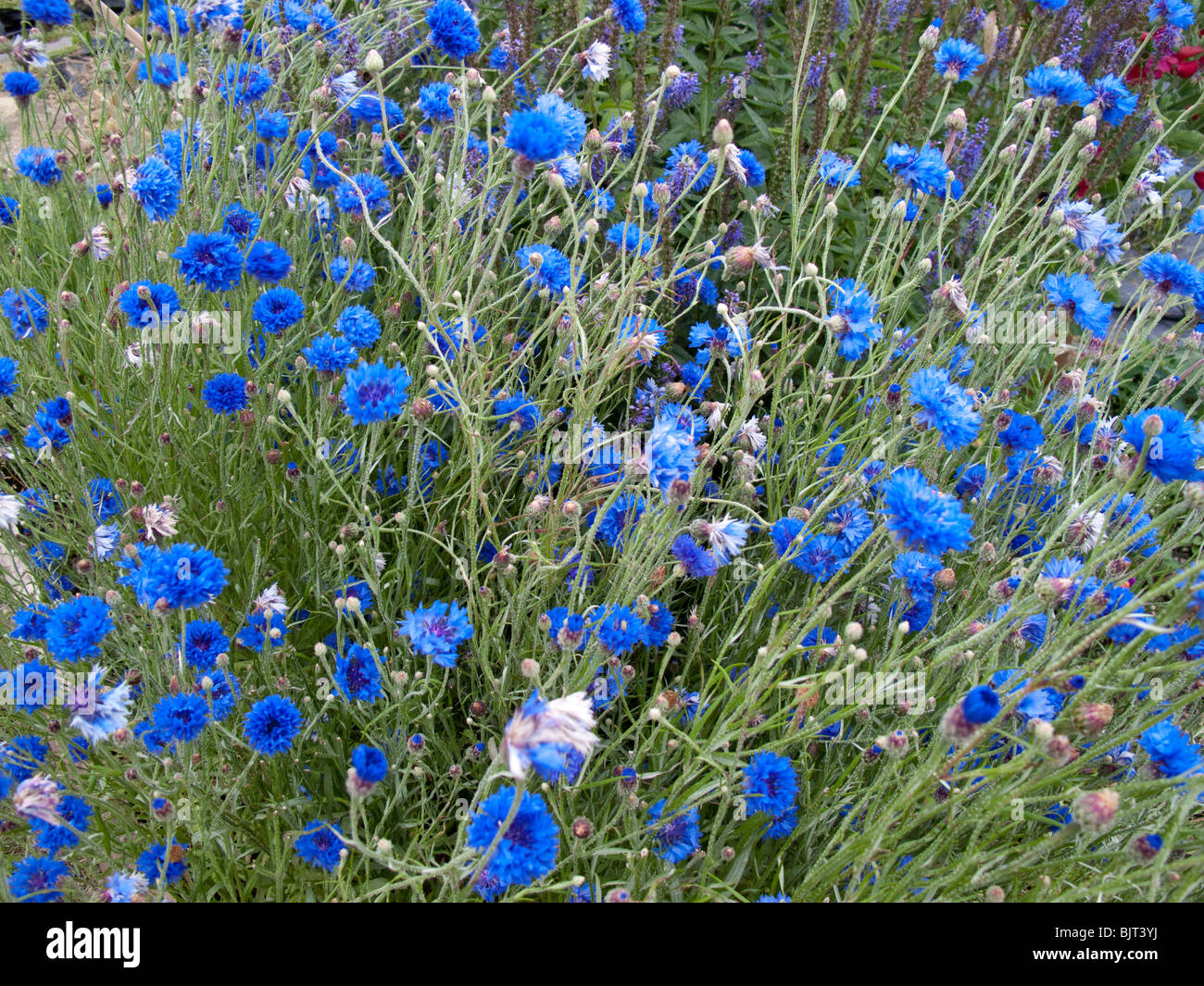 Centaurea cyanus (Fiordaliso, Laurea pulsante, Bluebottle, Boutonniere flower, Hurtsickle) Foto Stock