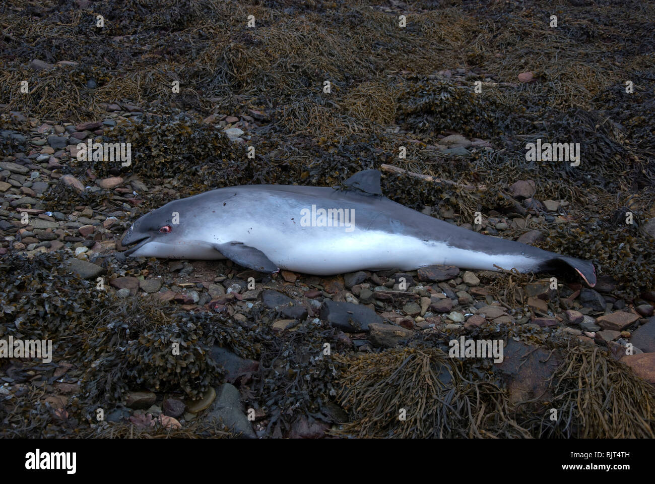 Dead Focena sulla riva del mare in Loch Shira vicino a Inveraray Foto Stock