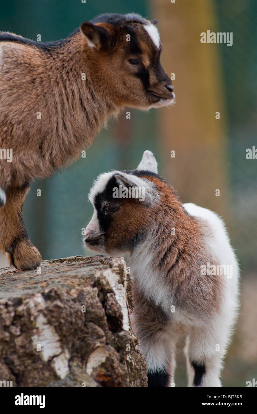 Carino baby capre al Monaco di Baviera zoo per bambini Foto Stock