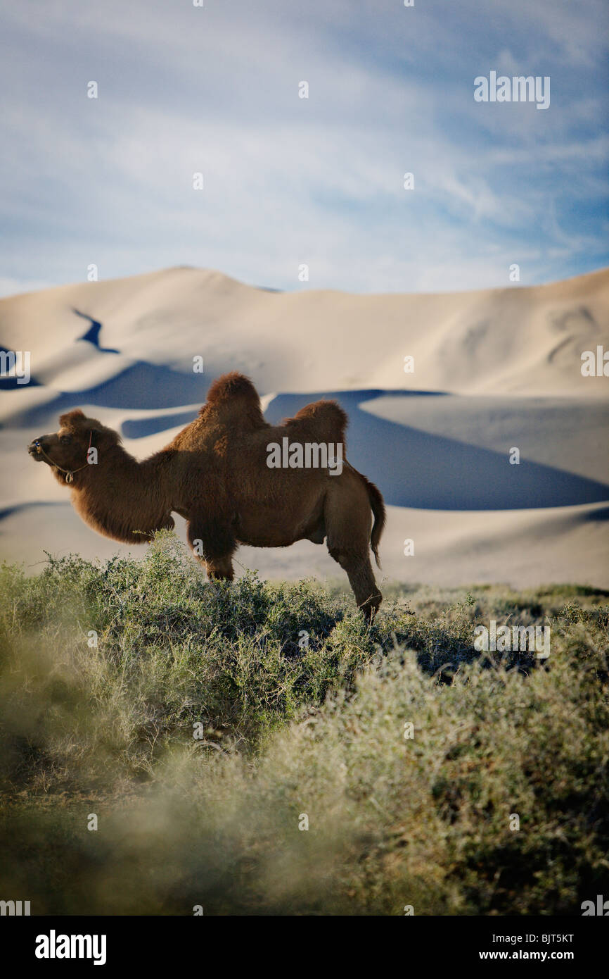 Bactrian camel (due gobbe) vicino Khongoryn Els (cantando le sabbie) dune di sabbia nel deserto dei Gobi, Mongolia. Foto Stock