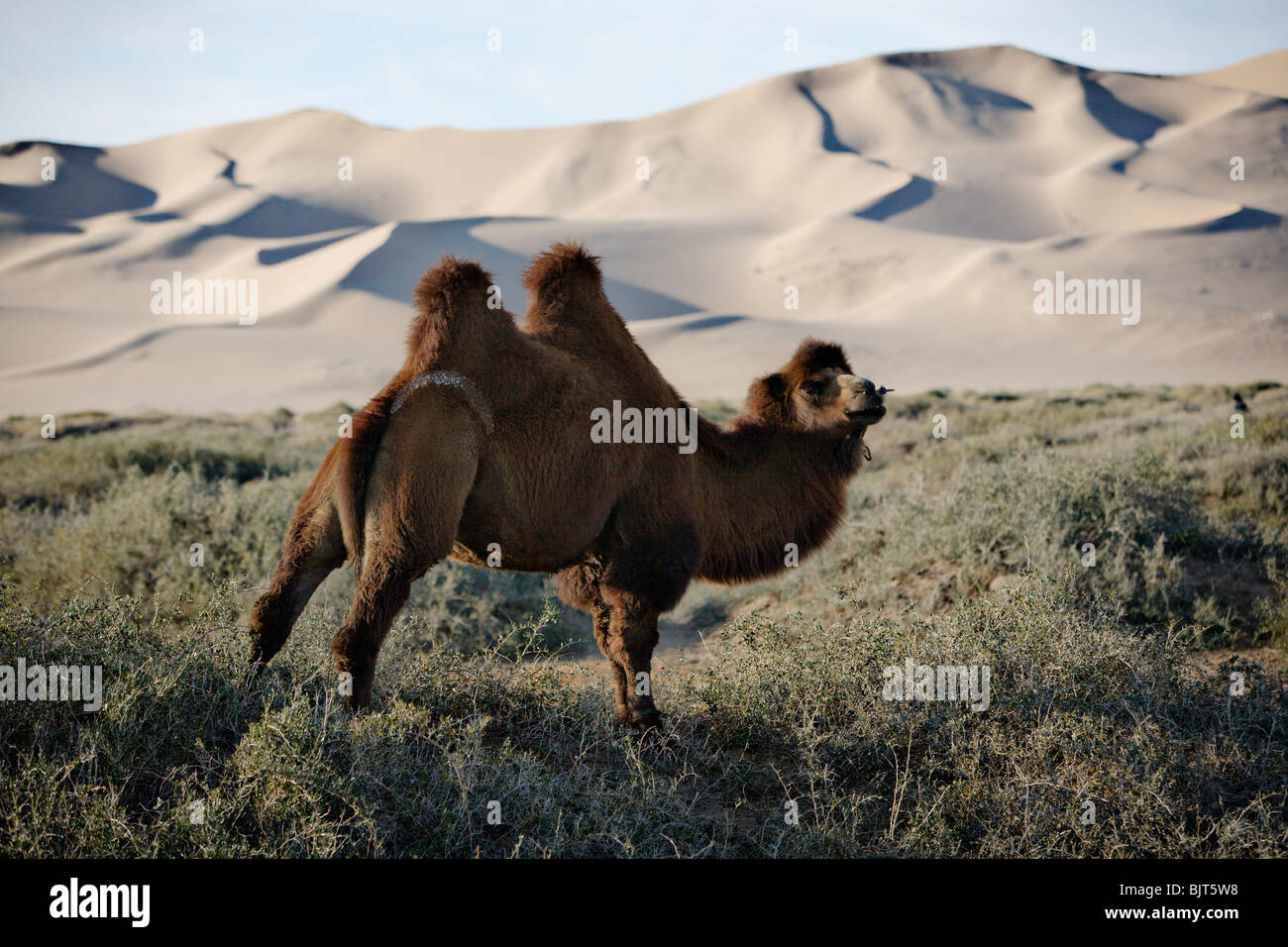 Bactrian camel (due gobbe) vicino Khongoryn Els (cantando le sabbie) dune di sabbia nel deserto dei Gobi, Mongolia. Foto Stock