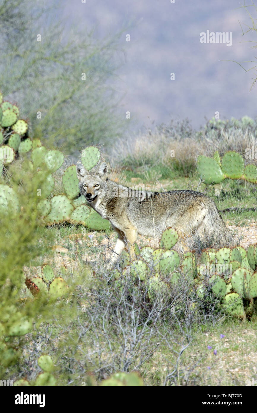 Coyote Foto Stock