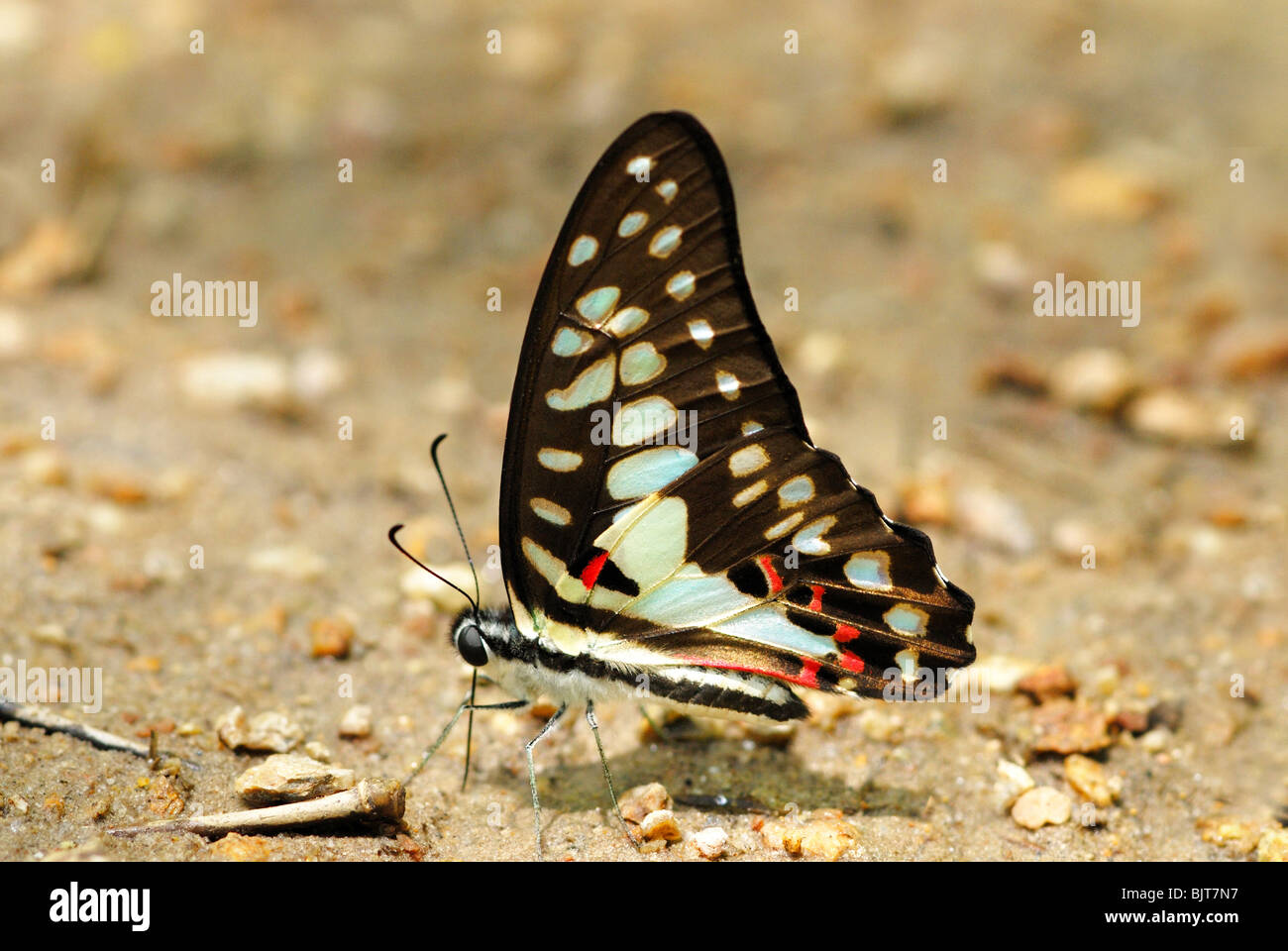 Comune di Jay butterfly (Graphium doson) alimentazione di sali minerali in un torrente asciutto letto nell ovest della Thailandia. Foto Stock