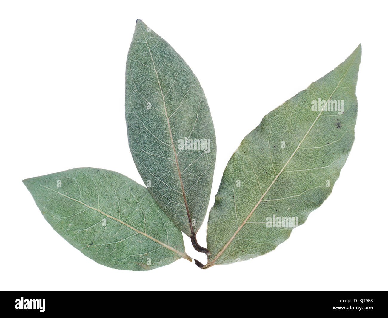 Tre foglie di alloro colpo su sfondo bianco Foto Stock