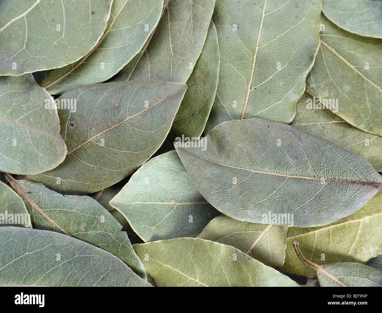 Mazzetto di foglie di alloro girato dal di sopra Foto Stock
