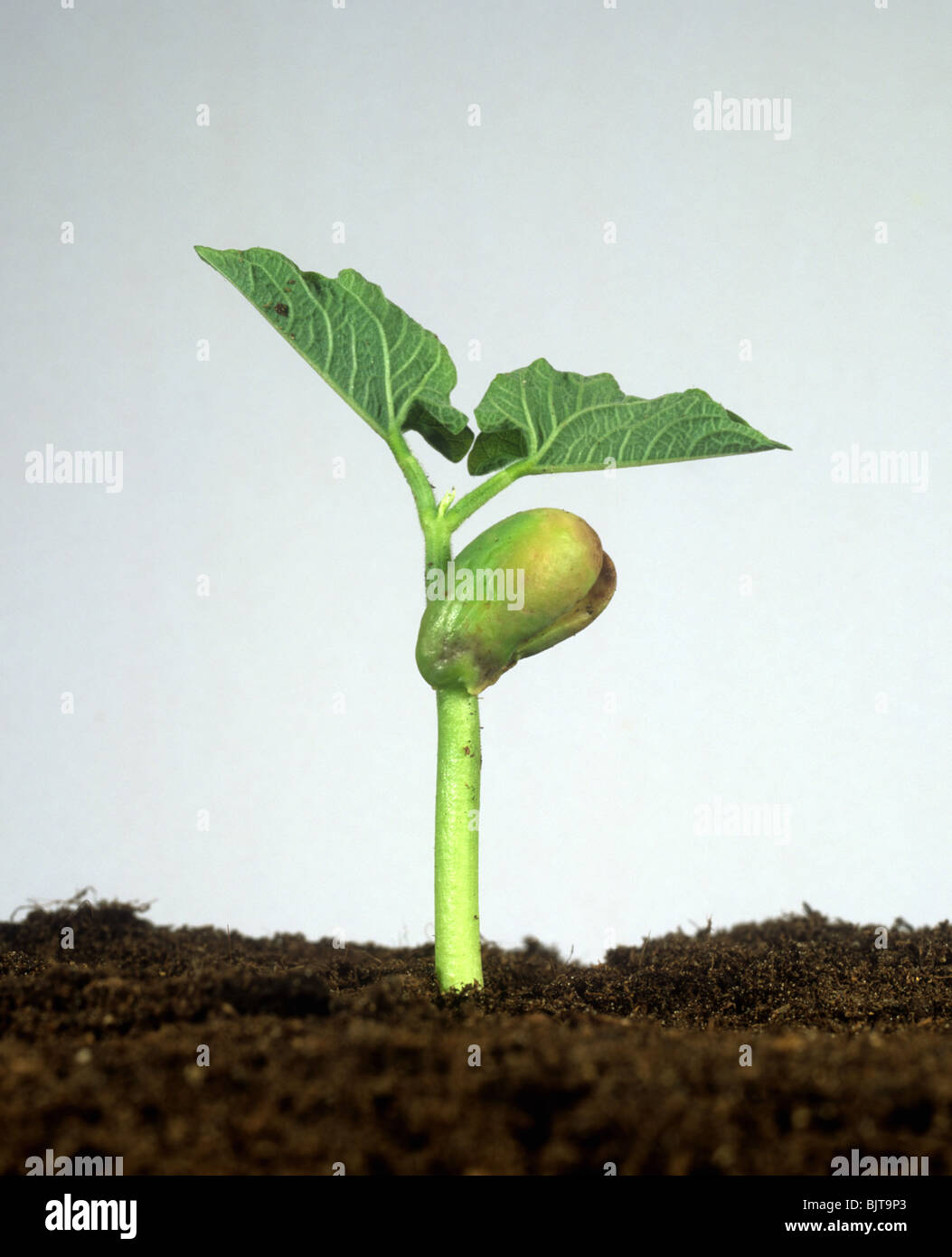 Fagiolo francese seedling (Phaseolus vulgaris) con sementi metà come riserva di cibo e prime foglie vere Foto Stock