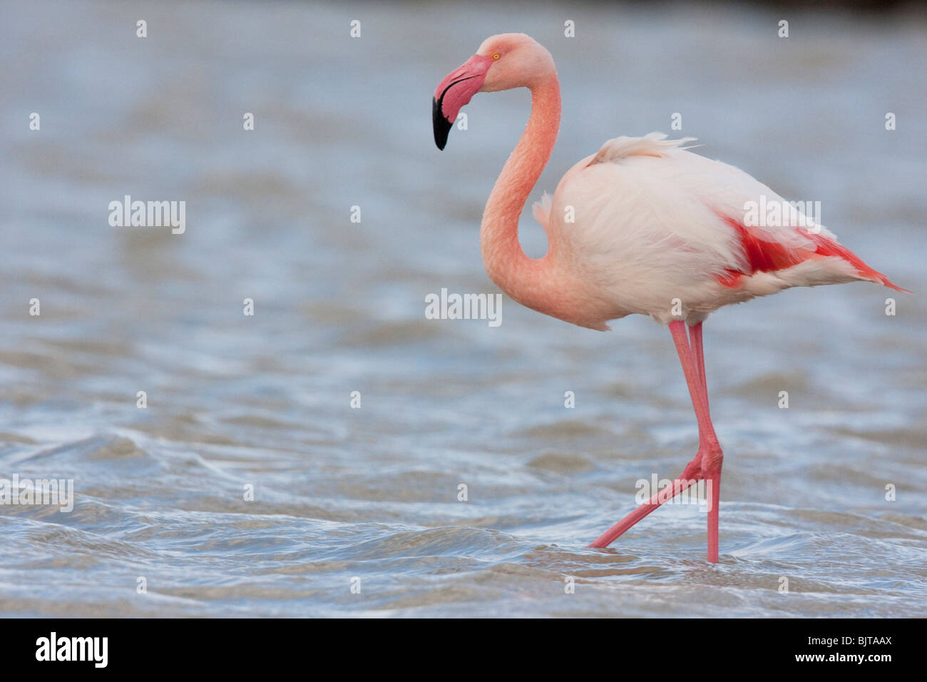 Fenicottero maggiore (Phoenicopterus roseus), Parco regionale della Camargue, nel sud della Francia Foto Stock