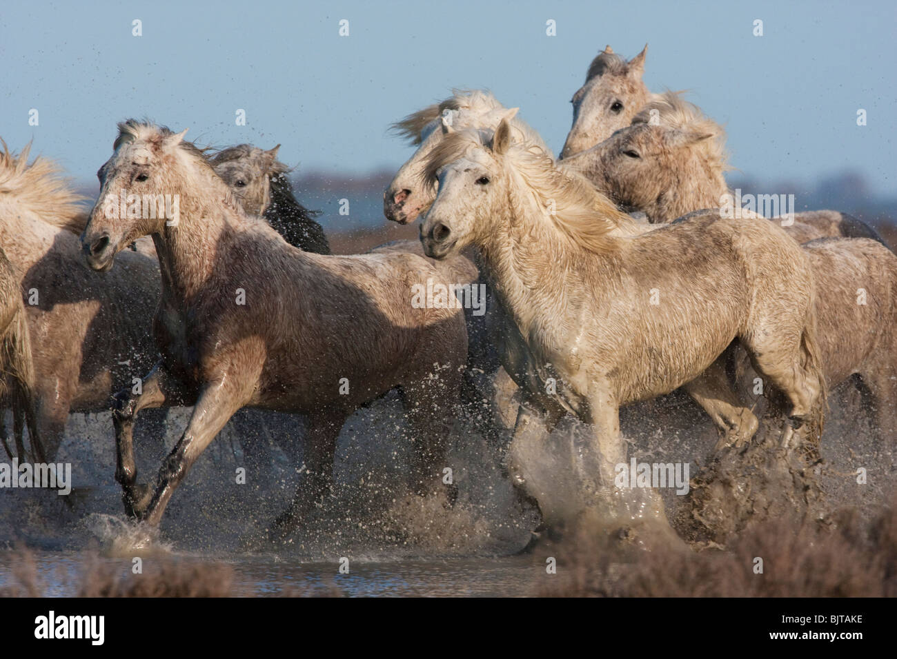 Cavalli Camargue in esecuzione sul marsches della Camargue Parco Regionale, a sud della Francia. Foto Stock