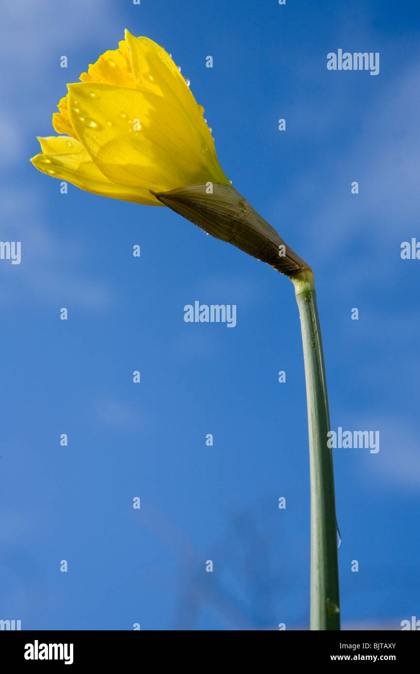 Daffodil Close-up di fiori di Regno Unito Foto Stock