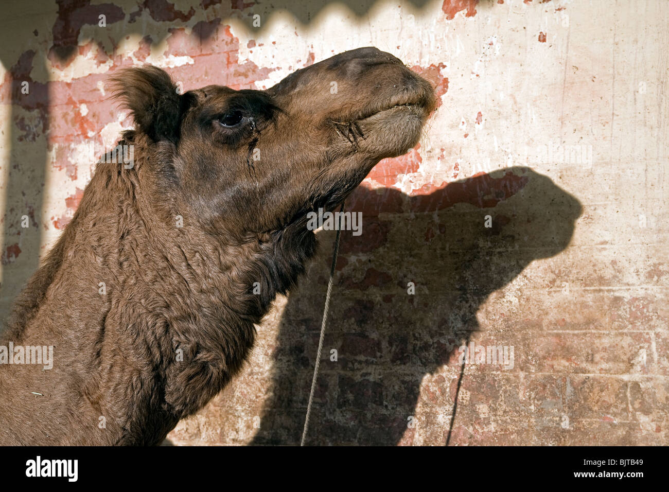 Testa di cammello. Allevamento di cammelli farm. Bikaner. Il Rajasthan. India Foto Stock