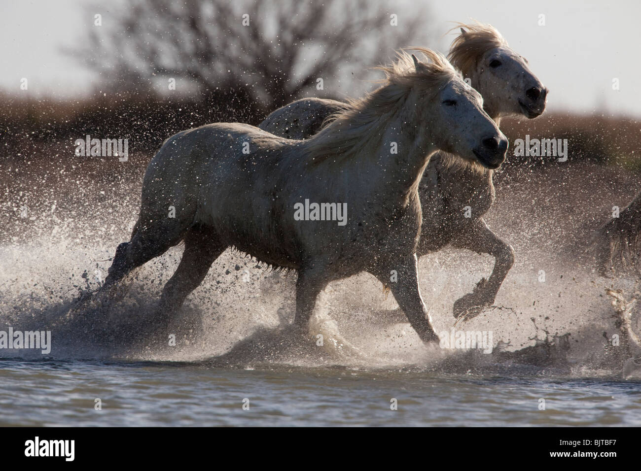 Cavalli Camargue in esecuzione sul marsches della Camargue Parco Regionale, a sud della Francia. Foto Stock