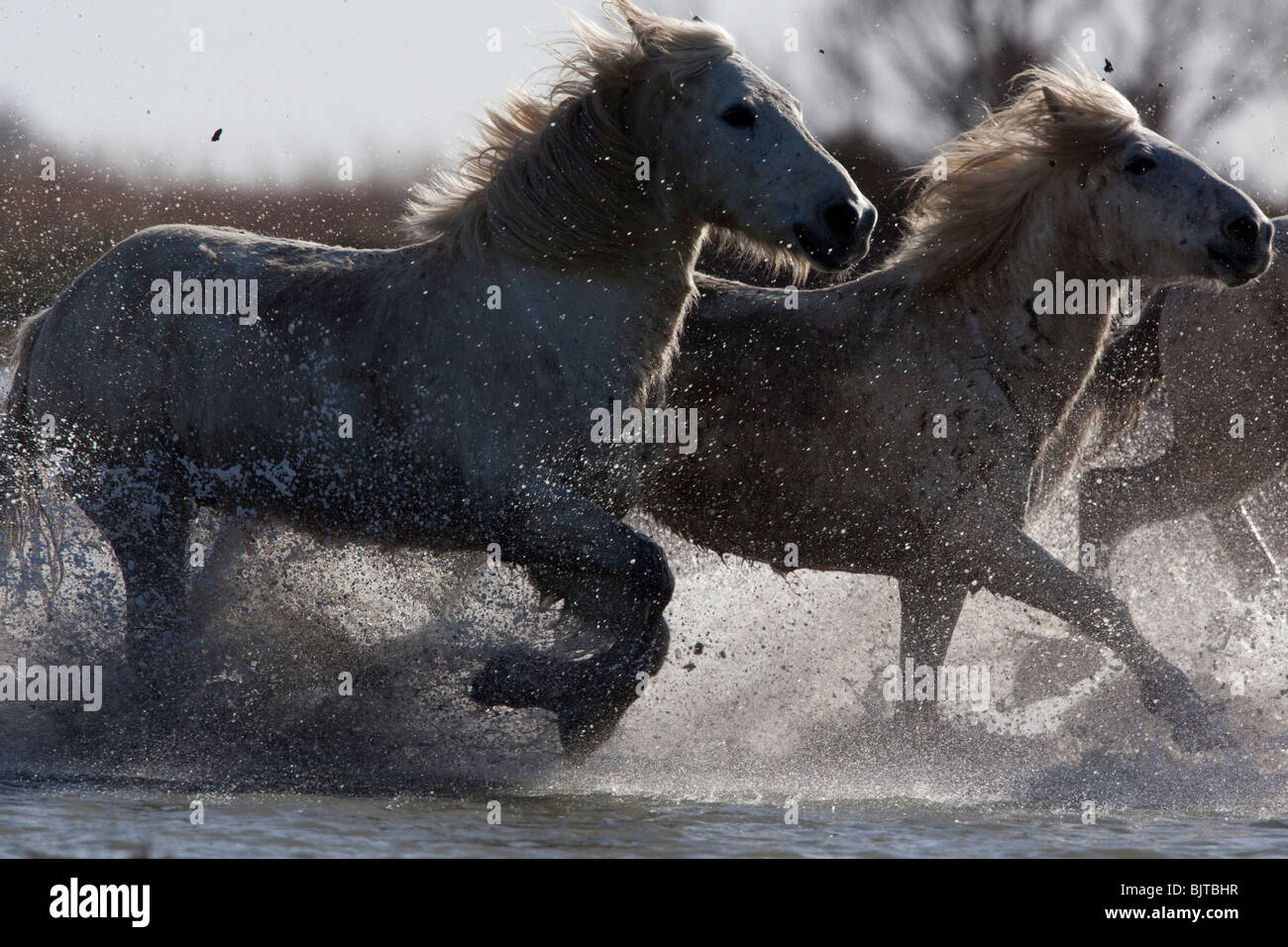 Cavalli Camargue in esecuzione sul marsches della Camargue Parco Regionale, a sud della Francia. Foto Stock