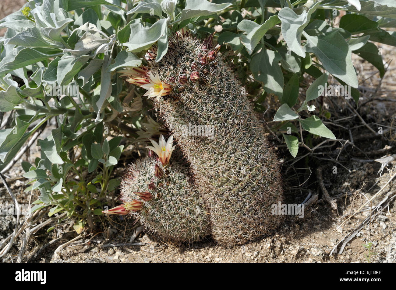 Fishhook cactus, il nipplo cactus, Mammillaria dioica, Glorietta Anza-Borrego Canyon State Park, CA 100327 35141 Foto Stock
