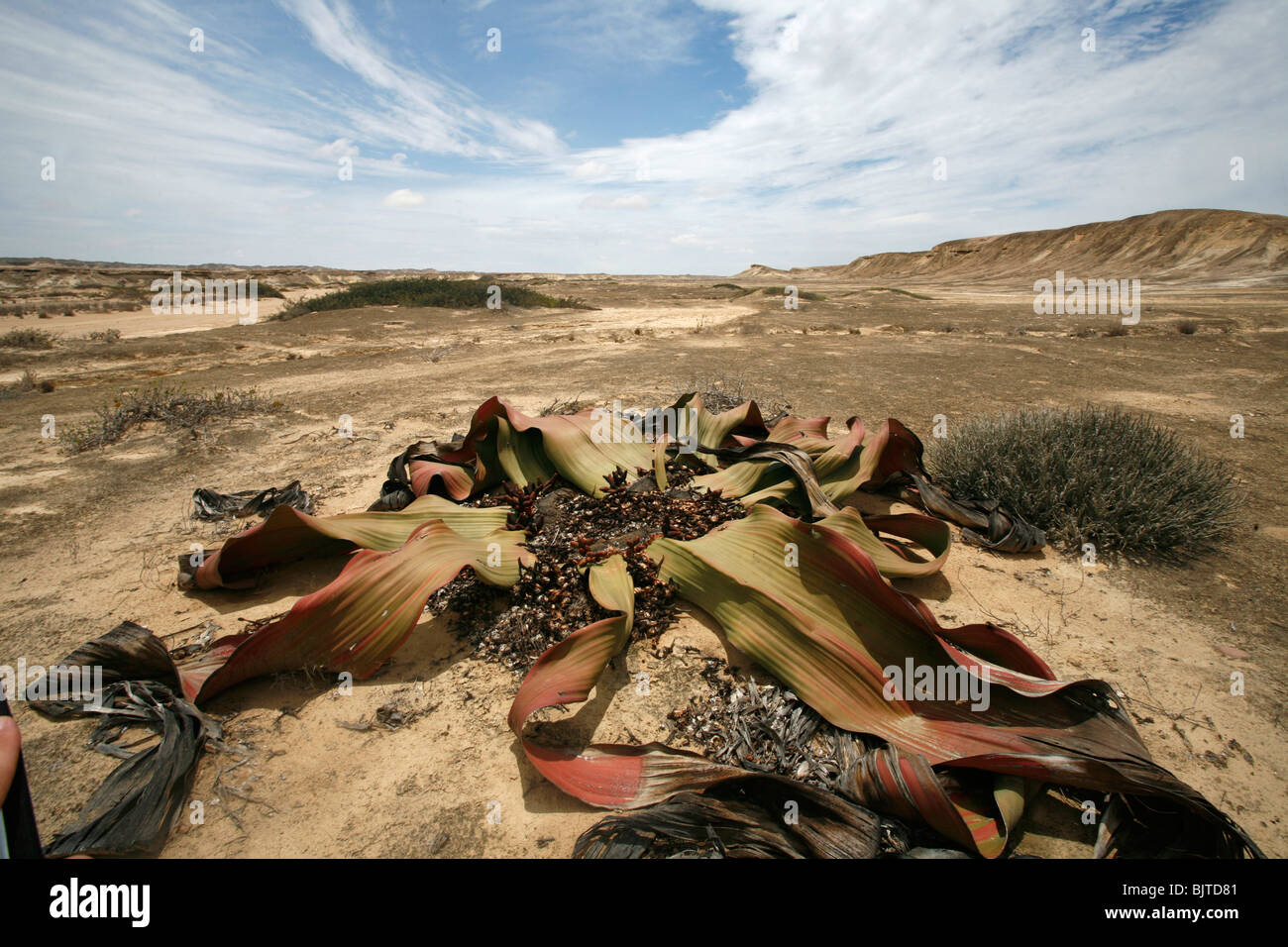 L'unico Welwitschia Mirabilis al Namibe deserto può vivere per migliaia di anni. Provincia di Namibe, Angola Foto Stock